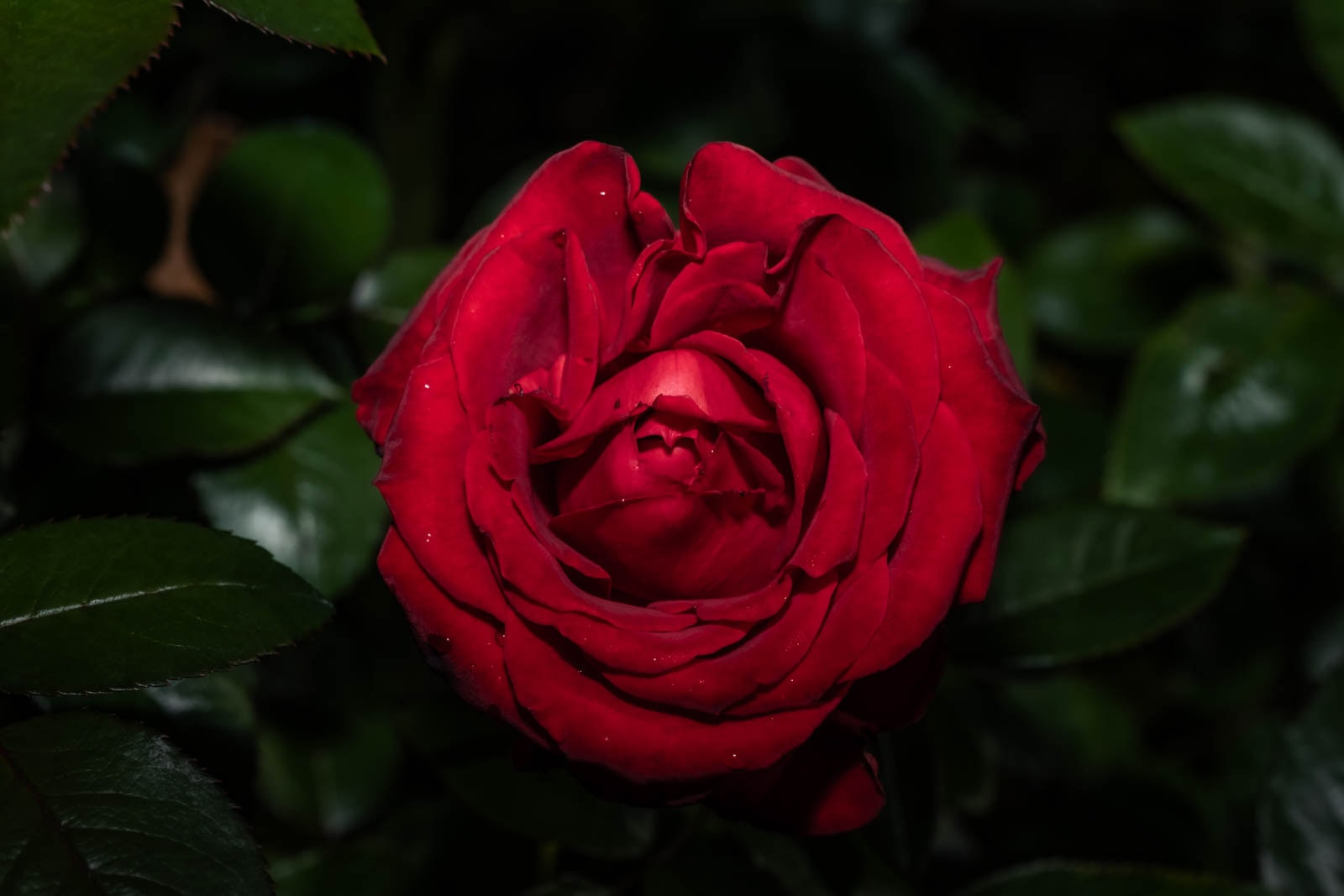 HSS photography featuring a red rose blossom surrounded by dark green leaves in a garden.