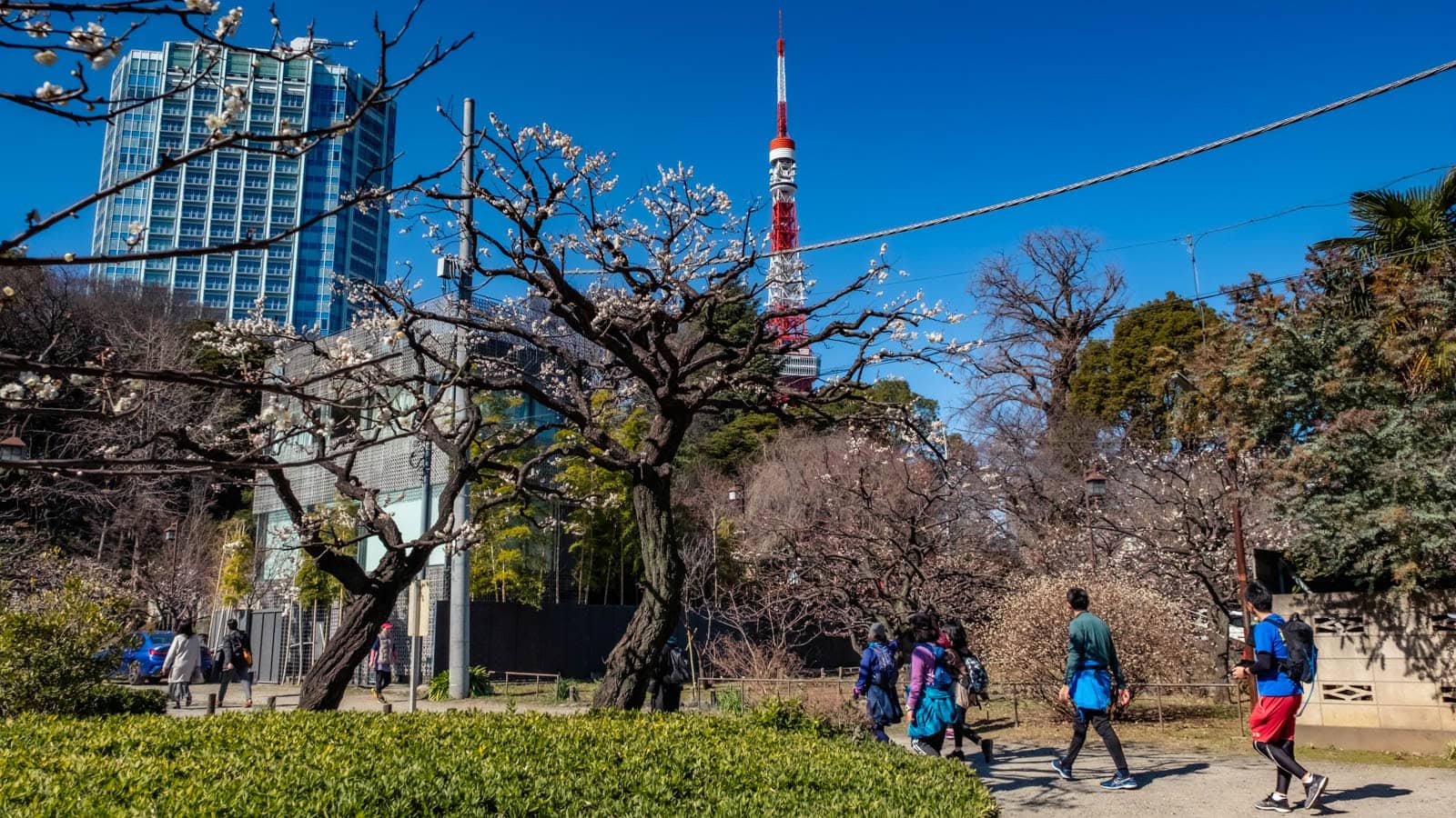 People walking along a path lined with flowering plum trees in Shiba Park, with Tokyo Tower rising in the background.