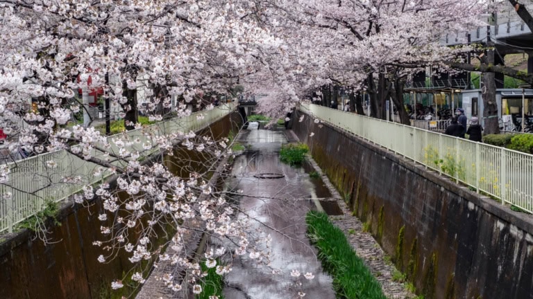 Cherry blossoms in full bloom drape over the Kanda River with its high concrete walls as seen from Takaido’s Tsukuda Bridge.