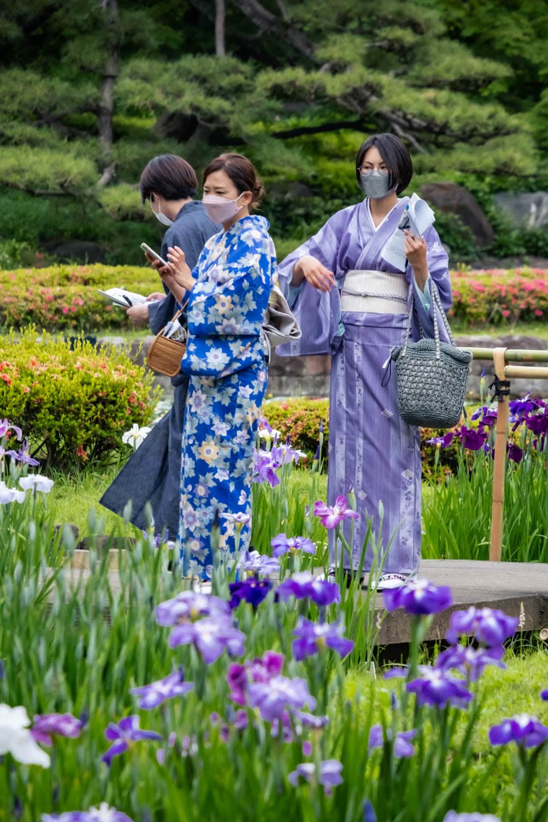 Women in traditional kimonos viewing Japanese irises at Ninomaru garden in the Imperial Palace East Gardens.