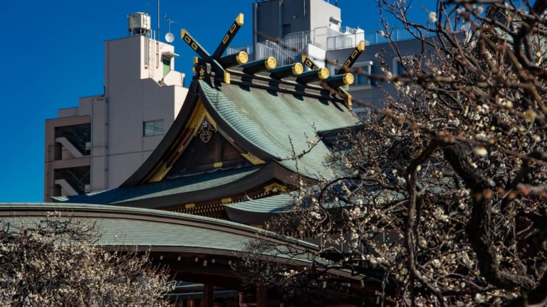 Ornate Yushima Tenjin shrine roof amidst blooming plum trees at the Yushima Tenjin Plum Blossom Festival 2017 in Tokyo.