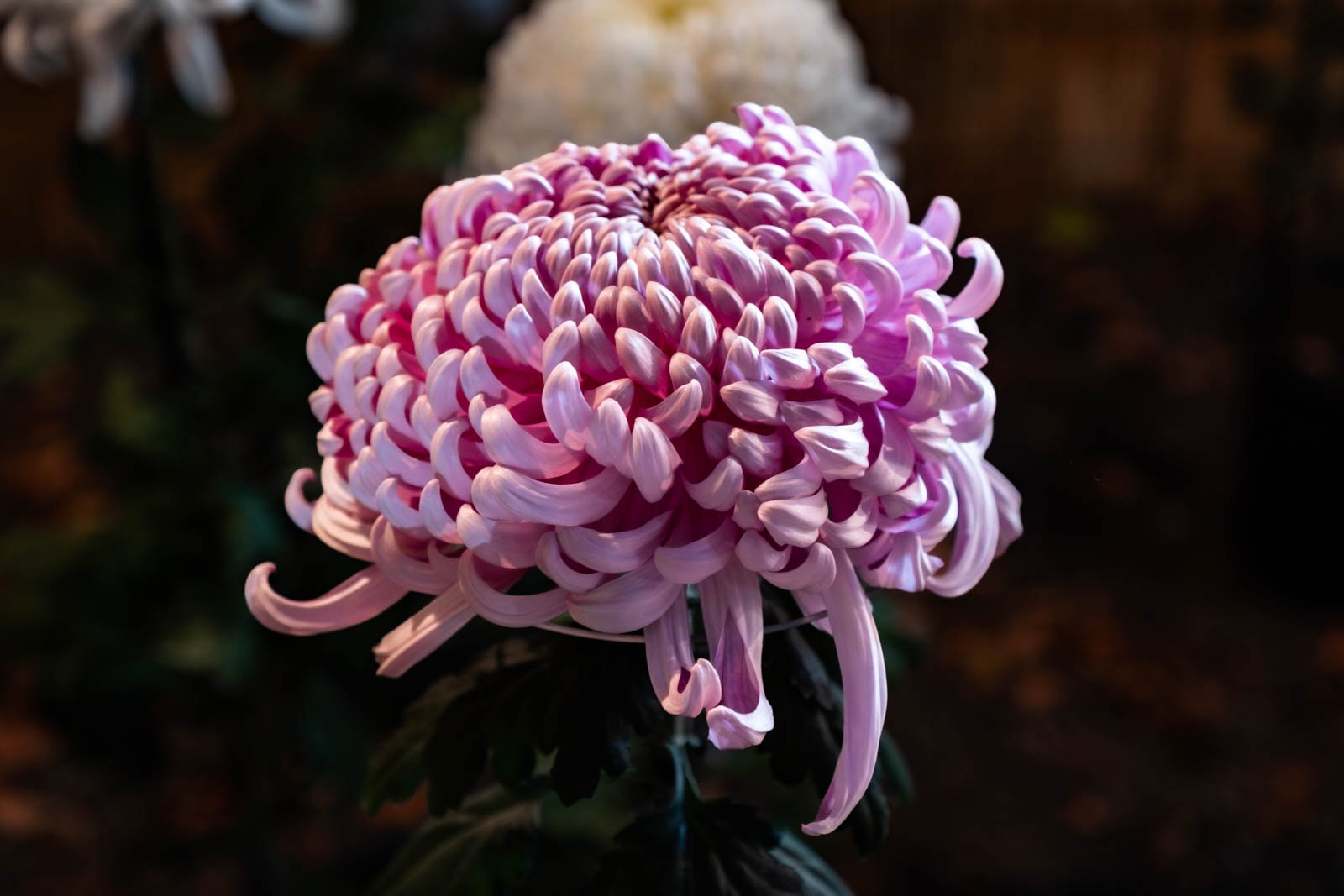 A pink chrysanthemum flower on display at Okunitama Shrine, with another flower visible in the background.
